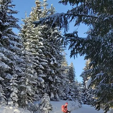 Lejlighed Michis Flachau